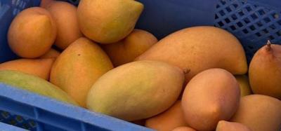 Ripe Totapuri Mangoes